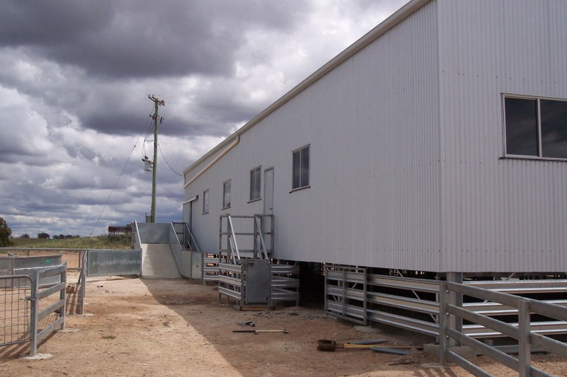 Shearing shed external chutes for animals