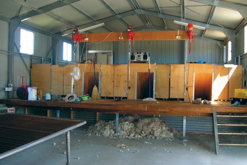 Shearing shed internal layout with stalls